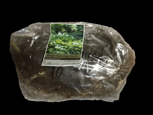 Fire and Ice Hosta Bare Root Live Plant - Variegated Perennial for Shade Gardens, Zones 3-9 - Image 3