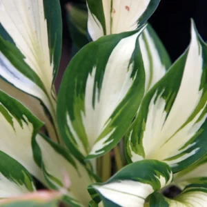 Fire and Ice Hosta Bare Root Live Plant - Variegated Perennial for Shade Gardens, Zones 3-9 - Image 1