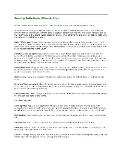 Fire and Ice Hosta Bare Root Live Plant - Variegated Perennial for Shade Gardens, Zones 3-9 - Image 4