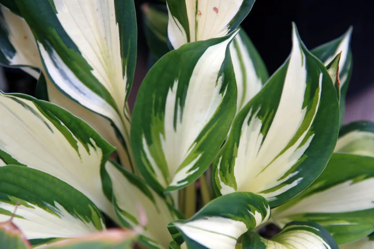 Fire and Ice Hosta Bare Root Live Plant - Variegated Perennial for Shade Gardens, Zones 3-9 - Image 1