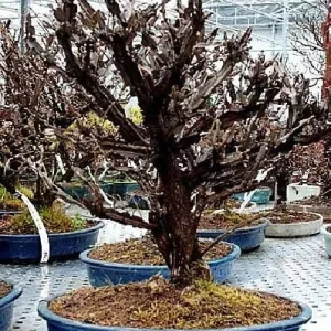 Fire Ball Burning Bush Live Plant - Compact Shrub, 4 inch pot, Outdoor - Image 3