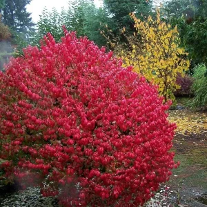 Fire Ball Burning Bush Live Plant - Compact Shrub, 4 inch pot, Outdoor - Image 1