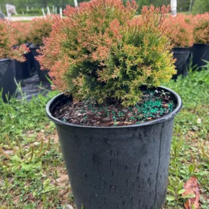 Fire Chief Arborvitae Live Plant - 3 Gallon Container, Thuja occidentalis 'Fire Chief' - Image 1