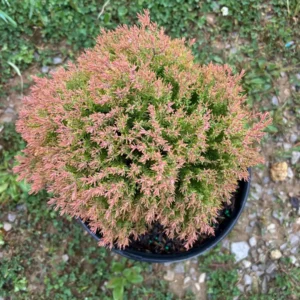 Fire Chief Arborvitae Live Plant - 3 Gallon Container, Thuja occidentalis 'Fire Chief' - Image 4