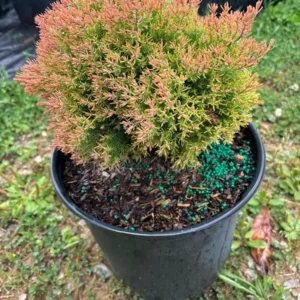Fire Chief Arborvitae Live Plant - 3 Gallon Container, Thuja occidentalis 'Fire Chief' - Image 5