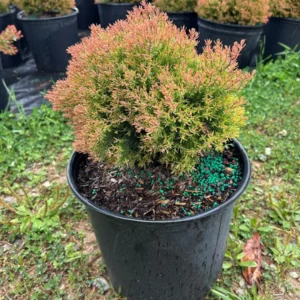 Fire Chief Arborvitae Live Plant - 3 Gallon Container, Thuja occidentalis 'Fire Chief' - Image 6