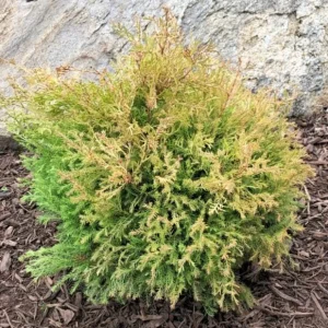 Fire Chief Globe Arborvitae Live Plant - Dwarf Evergreen Shrub 1 Quart Pot 6 Inches Tall Outdoor - Image 6