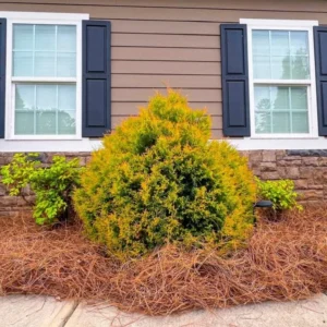 Fire Chief Globe Arborvitae Live Tree – 1qt Pot, 6