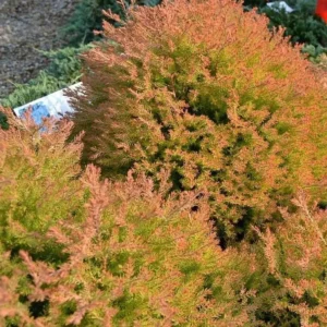 Fire Chief Globe Arborvitae Live Tree – 1qt Pot, 6" Tall – Thuja occidentalis – Evergreen Shrub - Image 1