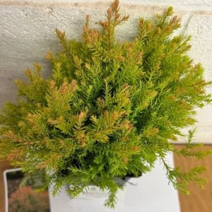 Fire Chief Globe Arborvitae Live Tree – 1qt Pot, 6