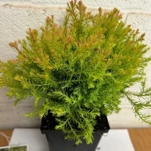 Fire Chief Globe Arborvitae Live Tree – 1qt Pot, 6