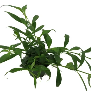 Fire Lipstick Plant Live Plant – Aeschynanthus radicans – 4" Pot – Indoor - Image 2