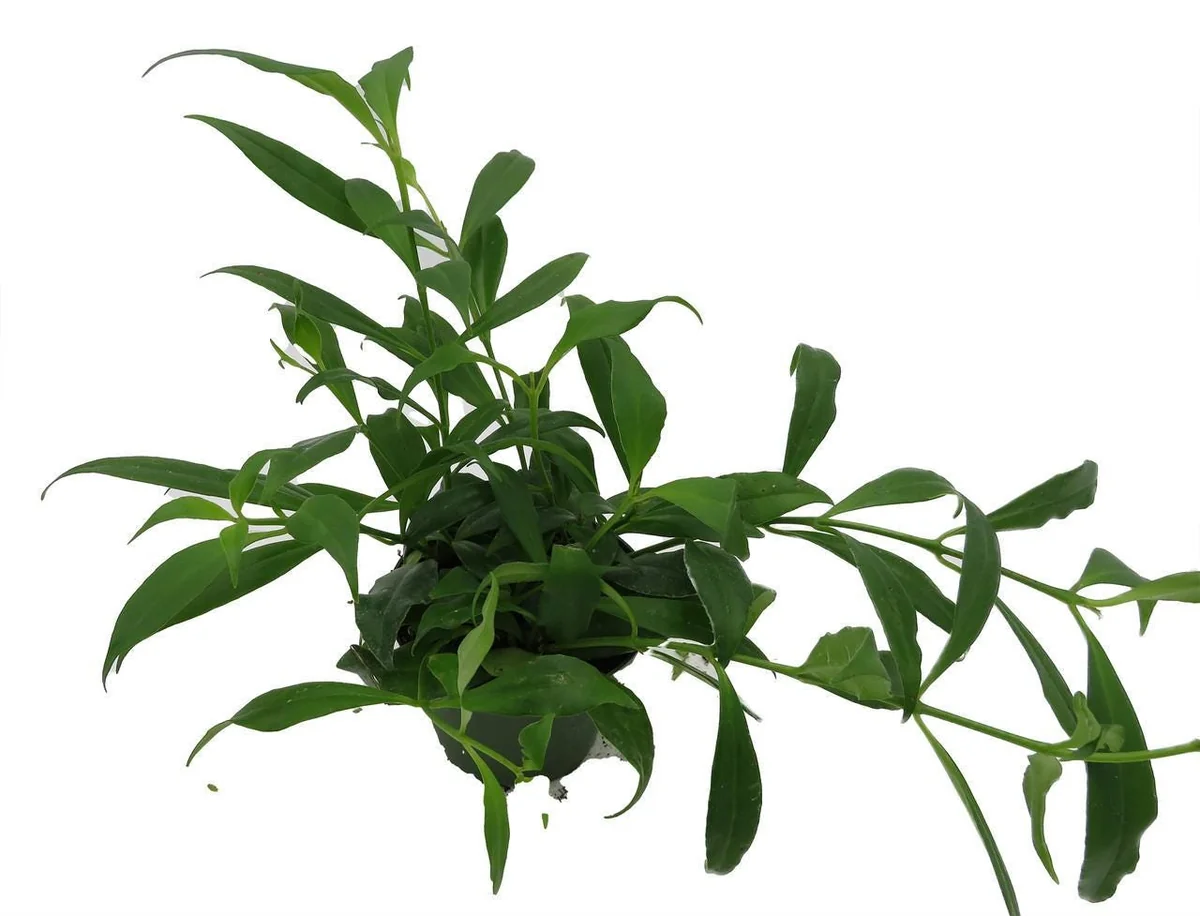 Fire Lipstick Plant Live Plant – Aeschynanthus radicans – 4" Pot – Indoor - Image 2