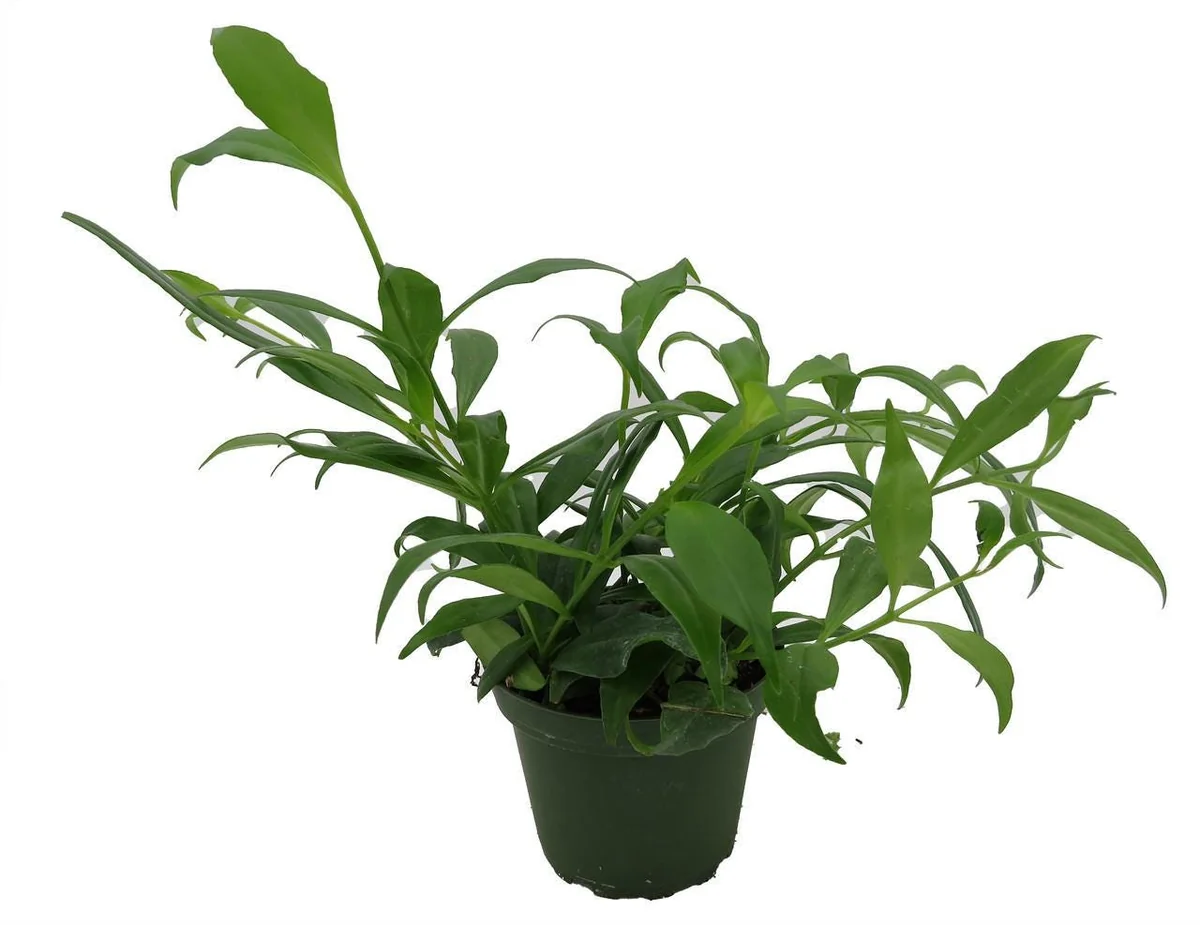 Fire Lipstick Plant Live Plant – Aeschynanthus radicans – 4" Pot – Indoor - Image 3