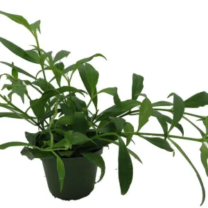 Fire Lipstick Plant Live Plant – Aeschynanthus radicans – 4" Pot – Indoor - Image 1