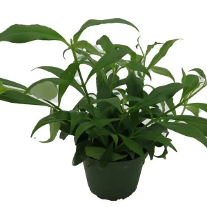 Fire Lipstick Plant Live Plant – Aeschynanthus radicans – 4