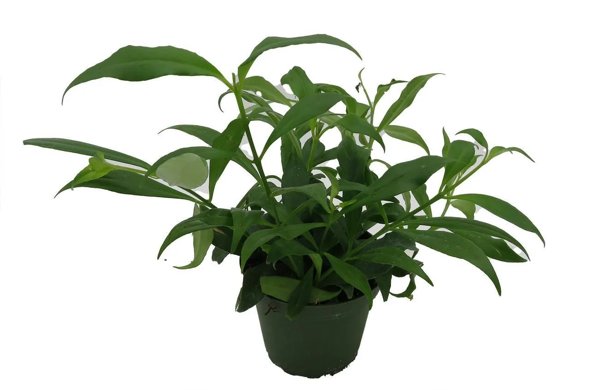 Fire Lipstick Plant Live Plant – Aeschynanthus radicans – 4" Pot – Indoor - Image 4