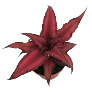 Fire Mystic Earth Star Plant – Cryptanthus – Live Plant – 2 inch Pot – Indoor - Image 1
