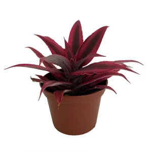 Fire Mystic Red Earth Star Cryptanthus Live Plant - 2.5" Pot - Indoor - Image 2