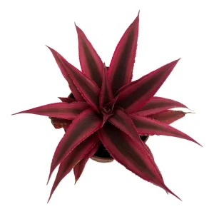 Fire Mystic Red Earth Star Cryptanthus Live Plant - 2.5" Pot - Indoor - Image 1