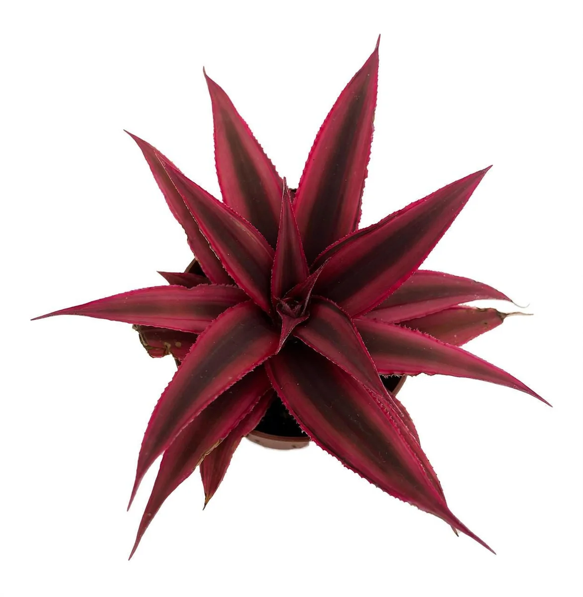 Fire Mystic Red Earth Star Cryptanthus Live Plant - 2.5" Pot - Indoor - Image 1