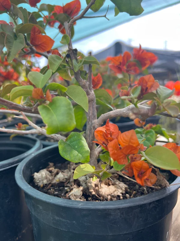 Fire Opal Bougainvillea Live Plant - 1 ft Tall, 1 Gallon Pot - Image 2