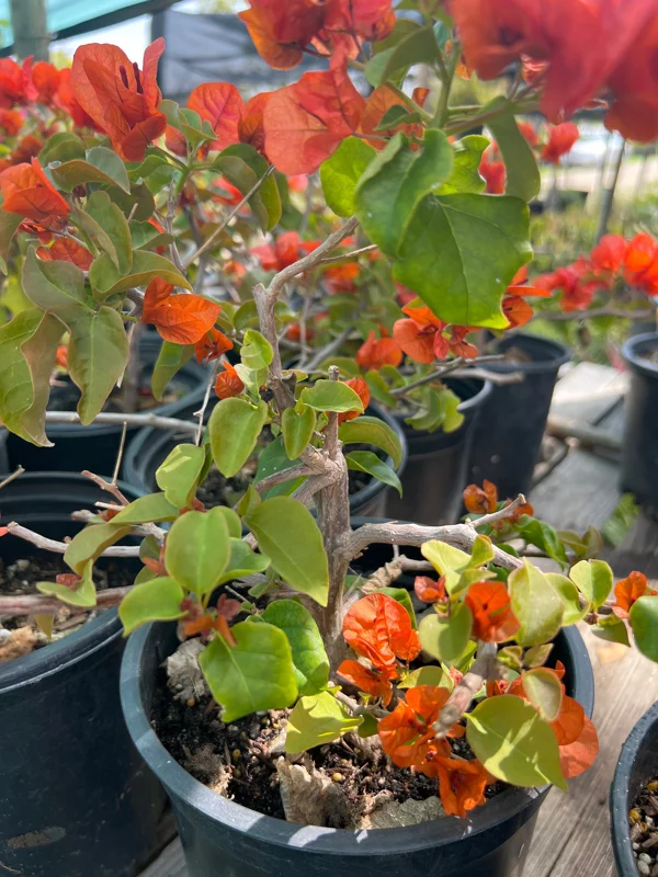Fire Opal Bougainvillea Live Plant - 1 ft Tall, 1 Gallon Pot - Image 1