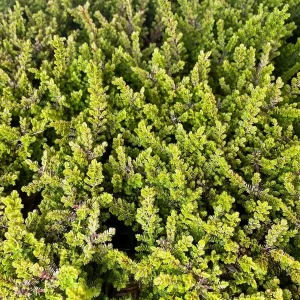 Firefly Scotch Heather Live Plant - Calluna vulgaris - 4 inch Pot - Outdoor Shrub - Image 1