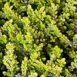 Firefly Scotch Heather Live Plant - Calluna vulgaris - 4 inch Pot - Outdoor Shrub - Image 4