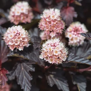 Fireside Ninebark Live Plant Physocarpus opulifolius - 14+ Inches Tall Bare Root Shrub - Image 3