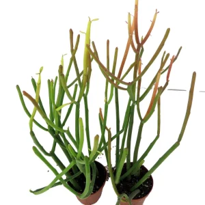 Firesticks Pencil Cactus Live Plant – Euphorbia tirucalli – 2 Pack 2" Pots – Easy Care Indoor/Outdoor - Image 2