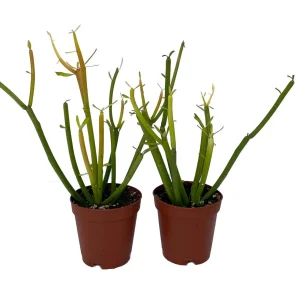 Firesticks Pencil Cactus Live Plant – Euphorbia tirucalli – 2 Pack 2" Pots – Easy Care Indoor/Outdoor - Image 1