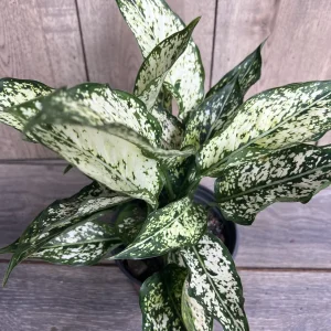 First Diamond Aglaonema Live Plant - White Aglaonema, 6 inch Pot, Indoor - Image 3