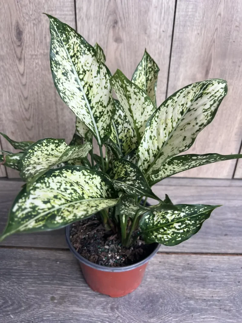 dieffenbachia plant for sale Dieffenbachia 'Amy' main image 0