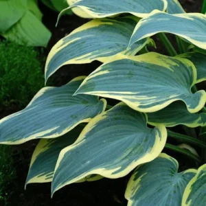 First Frost Hosta Bare Root Plant - Blue-Green & Cream Variegated Foliage, Outdoor Perennial - Image 1