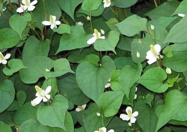 Fish Mint Seeds (Houttuynia Cordata) - Chameleon Plant Seeds - 300+ Perennial Herb Seeds - Image 1