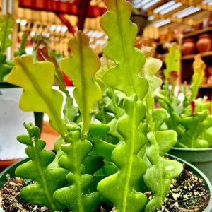 Fishbone Zig Zag Cactus Live Plant – Epiphyllum Anguliger – 4 inch Pot – Indoor - Image 2