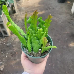 Fishbone Zig Zag Cactus Live Plant – Epiphyllum Anguliger – 4 inch Pot – Indoor - Image 4