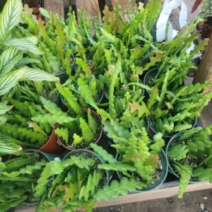 Fishbone Zig Zag Cactus Live Plant – Epiphyllum Anguliger – 4 inch Pot – Indoor - Image 6