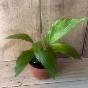 Fishtail Palm (Caryota mitis) Live Plant – 4 inch Pot – Indoor/Outdoor Tropical - Image 2