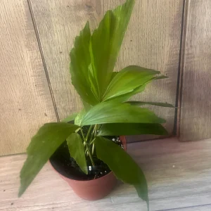 Fishtail Palm (Caryota mitis) Live Plant – 4 inch Pot – Indoor/Outdoor Tropical - Image 3