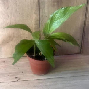 Fishtail Palm (Caryota mitis) Live Plant – 4 inch Pot – Indoor/Outdoor Tropical - Image 4