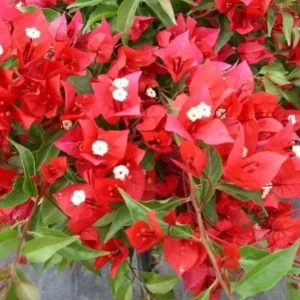 Flame Bougainvillea Live Plant – 2-Pack, 4-6