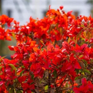 Flame Bougainvillea Live Plant – 2-Pack, 4-6