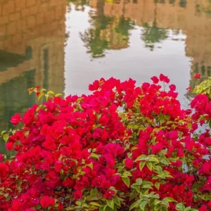 Flame Bougainvillea Live Plant – 2-Pack, 4-6