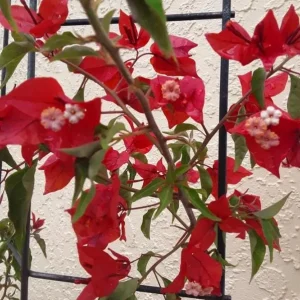 Flame Bougainvillea Live Plant – 2-Pack, 4-6