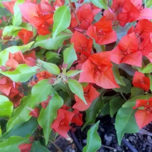 Flame Bougainvillea Live Plant – 2-Pack, 4-6