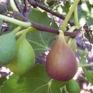 Flanders Fig Live Plant – 2ft Tall Fig Tree in 6-inch Pot – Outdoor Fruit Plant - Image 1