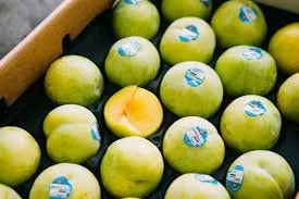 Flavor Queen Pluot Tree - 2-3 Ft Live Plant - Hybrid Plum & Apricot Fruit - Image 2