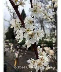 Flavor Queen Pluot Tree - 2-3 Ft Live Plant - Hybrid Plum & Apricot Fruit - Image 1